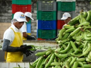 ECUADOR Organic Banana Farm