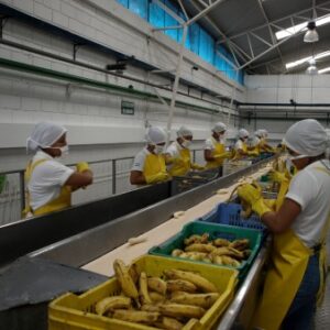 ECUADOR Organic Banana Farm