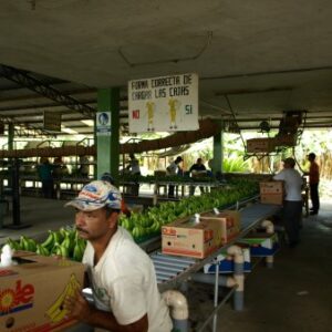 ECUADOR Organic Banana Farm
