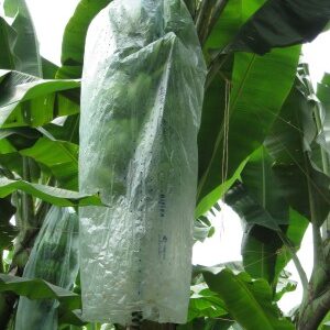 ECUADOR Organic Banana Farm