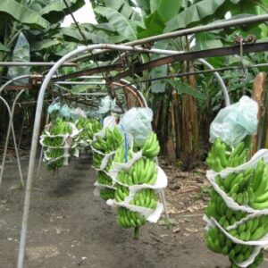 ECUADOR Organic Banana Farm