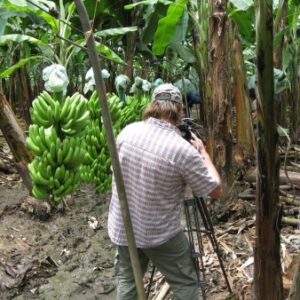 ECUADOR Organic Banana Farm